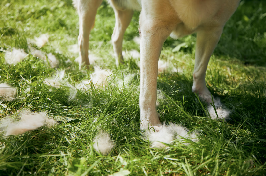 De rui bij honden: wat gebeurt er en hoe ondersteun je jouw hond optimaal?
