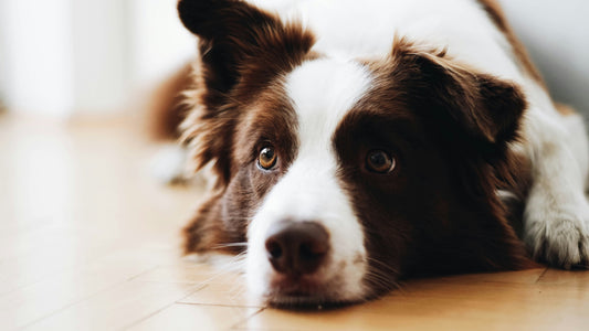 Artrose bij honden: zo houd je je hond soepel, actief en pijnvrij