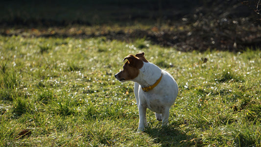 Zachte ontlasting hond: dit is de echte oorzaak
