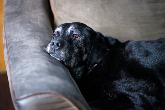 Stijve hond na slapen: moet je je zorgen maken?
