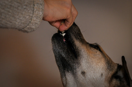 Wanneer heeft je hond supplementen nodig?