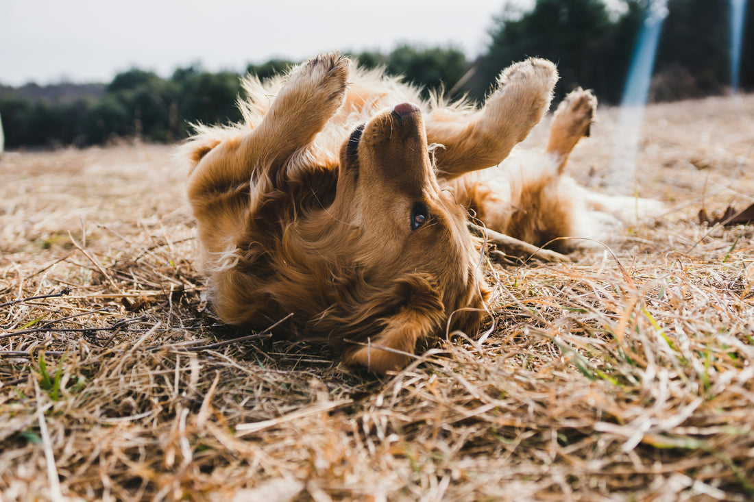 Jeuk bij honden: pak de oorzaak aan met natuurlijke ondersteuning van binnenuit
