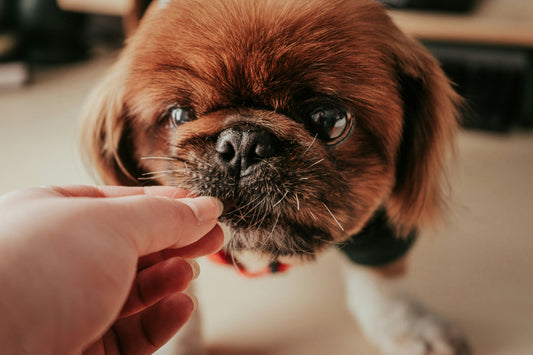 Wat doet probiotica voor honden?