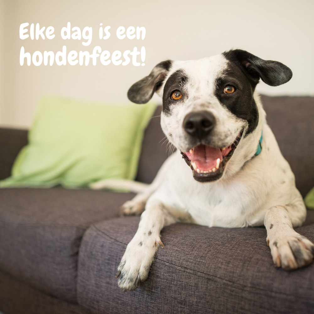 Happy & Healthy Bundle